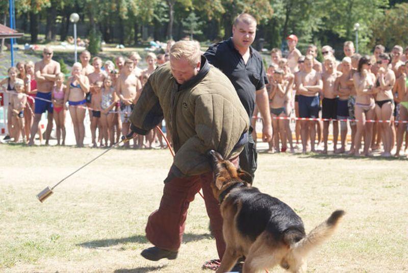 Pokaz szkolenia psów IraDog 10