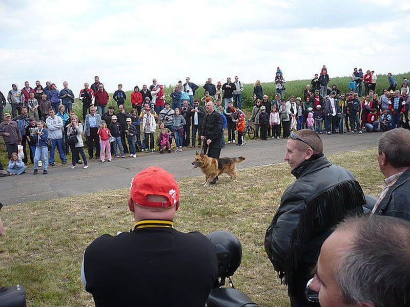Pokaz szkolenia psów IraDog 2