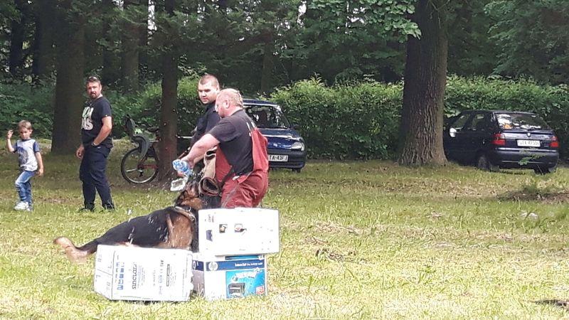 Pokaz szkolenia psów IraDog 7