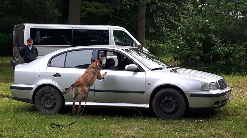 Pokaz szkolenia psów IraDog 8